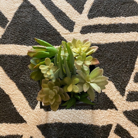 succulent home decor - Picture 2 of 2